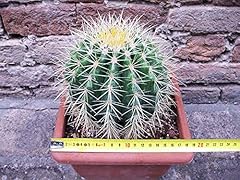 Echinocactus grusonii cactus usato  Spedito ovunque in Italia 