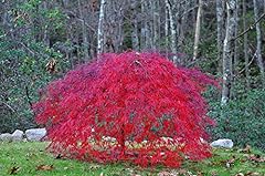 Red laceleaf weeping for sale  Delivered anywhere in USA 