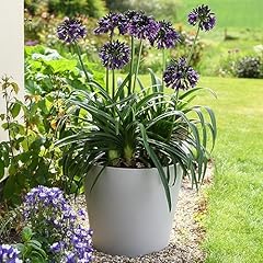 Agapanthus black jack for sale  Delivered anywhere in UK