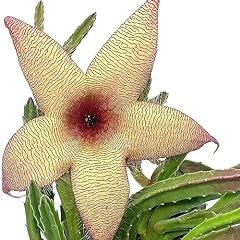 Bubbleblooms stapelia gigantea for sale  Delivered anywhere in USA 