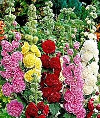 Stockrose samen bauernrose gebraucht kaufen  Wird an jeden Ort in Deutschland