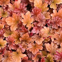 Heuchera peach flambe for sale  Delivered anywhere in UK