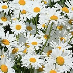 Shasta daisy seeds for sale  Delivered anywhere in USA 