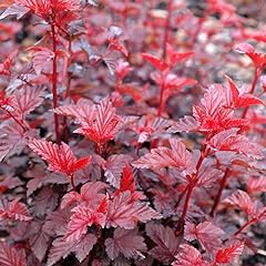 Physocarpus lady red for sale  Delivered anywhere in UK
