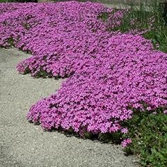 Creeping phlox red for sale  Delivered anywhere in Ireland