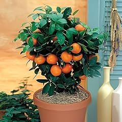 Pianta arancio pre usato  Spedito ovunque in Italia 