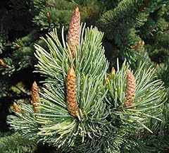 Bristlecone pine tree for sale  Delivered anywhere in USA 