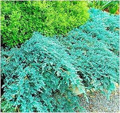 Dwarf conifer juniperus for sale  Delivered anywhere in Ireland