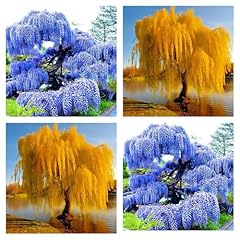 Alexa elegant weeping for sale  Delivered anywhere in USA 