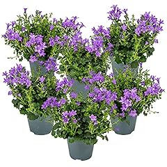 Campanule ambella violet d'occasion  Livré partout en France