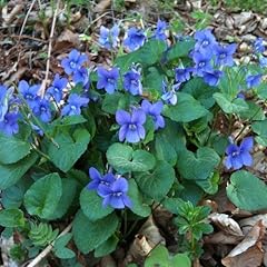 Duftveilchen viola dorata gebraucht kaufen  Wird an jeden Ort in Deutschland