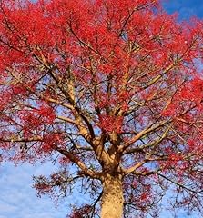 Semi albero fuoco usato  Spedito ovunque in Italia 