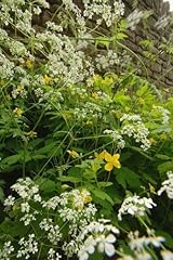 Seed british wild for sale  Delivered anywhere in UK