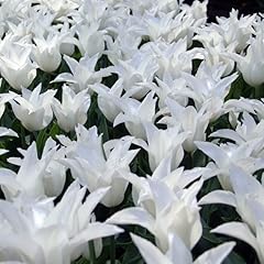 Tulpe white triumphator gebraucht kaufen  Wird an jeden Ort in Deutschland