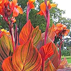 Canna tropicanna canna for sale  Delivered anywhere in Ireland