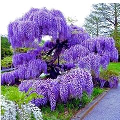 Blue moon wisteria for sale  Delivered anywhere in USA 