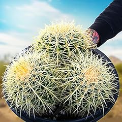 Cactus outlet golden for sale  Delivered anywhere in USA 