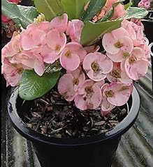 Live plant euphorbia for sale  Delivered anywhere in USA 