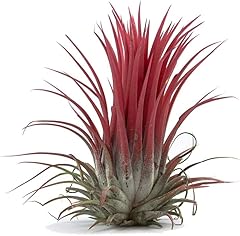 Air plant pack for sale  Delivered anywhere in UK