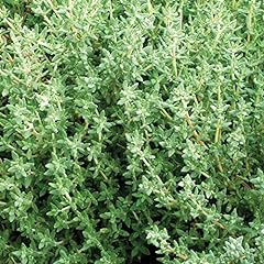 Thyme seeds thymus for sale  Delivered anywhere in USA 