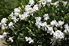 Gardenia veitchii extra for sale  Delivered anywhere in USA 