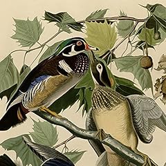 Fxn audubon plate for sale  Delivered anywhere in USA 