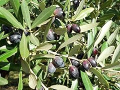ALBERO DI ULIVO-OLEA EUROPAEA- 'LECCINO' DA OLIO- pianta vera da frutto da esterno Ø 19 cm - h 150 cm usato  Spedito ovunque in Italia 