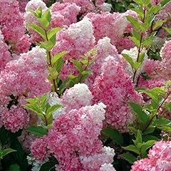 Jnhcd hortensia paniculé d'occasion  Livré partout en France