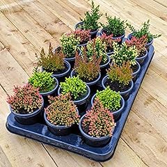 Potted calluna heathers for sale  Delivered anywhere in UK