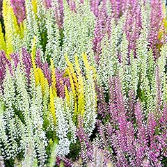 Heather collection evergreen for sale  Delivered anywhere in UK