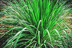 Lemongrass live plants for sale  Delivered anywhere in USA 