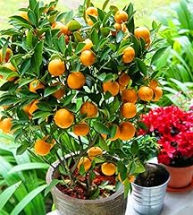 Pcs seed orange for sale  Delivered anywhere in USA 