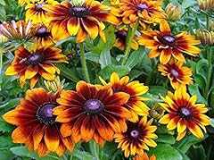 300 gloriosa daisy for sale  Delivered anywhere in USA 
