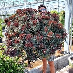 Yougarden euphorbia miner for sale  Delivered anywhere in UK