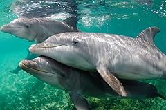 Edition colibri delfine gebraucht kaufen  Wird an jeden Ort in Deutschland