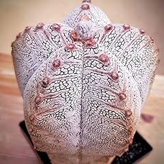 Samen astrophytum myriostigma usato  Spedito ovunque in Italia 