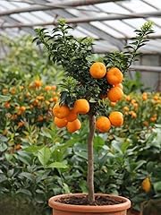 Chinotto pianta citrus usato  Spedito ovunque in Italia 