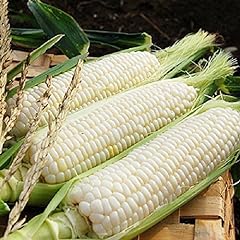 Sticky corn seeds for sale  Delivered anywhere in USA 