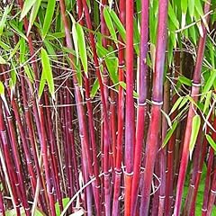 Fargesia asian wonder for sale  Delivered anywhere in UK