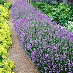 Bloomique set pezzi usato  Spedito ovunque in Italia 