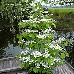 Japanese snowball viburnum for sale  Delivered anywhere in UK