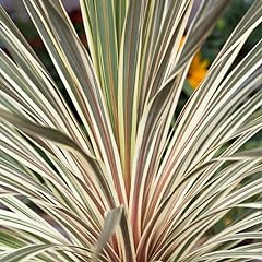 Garden cordyline australis for sale  Delivered anywhere in UK
