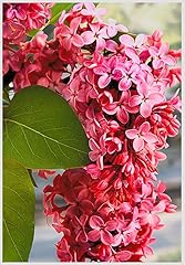 Red pixie lilac for sale  Delivered anywhere in USA 