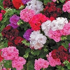 Pack ivy leaf for sale  Delivered anywhere in UK