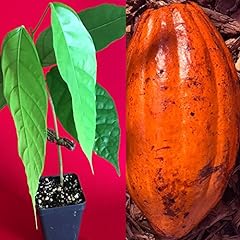 Trinitario theobroma cacao for sale  Delivered anywhere in USA 
