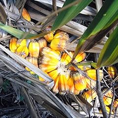 Pandanus palm seeds for sale  Delivered anywhere in USA 