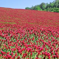 Crimson clover seeds for sale  Delivered anywhere in USA 