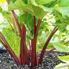 Crimson red rhubarb for sale  Delivered anywhere in USA 