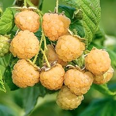 Fall gold raspberry for sale  Delivered anywhere in USA 