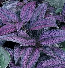 Persian shield starter for sale  Delivered anywhere in USA 